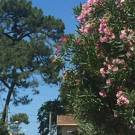 T2 Les Papillons Appartamento